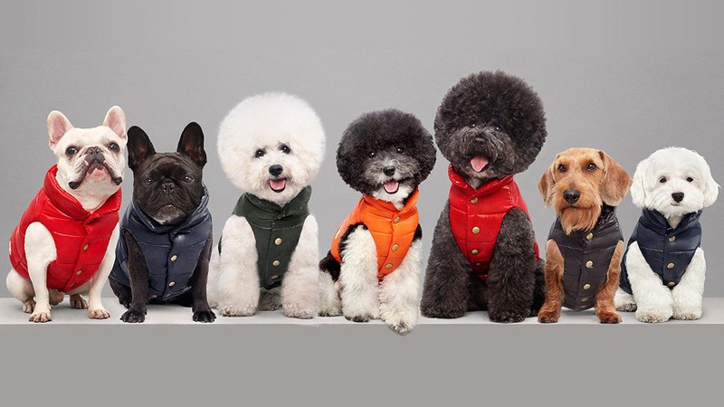 ゴヤール　レザー製 ブラック 犬用リード デザイン ゴヤールレザー製 ブラック 犬用リード デザイン