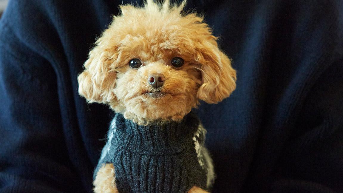 2018年の初ほっこり♡ トイプードルの「ふわ」ちゃん素顔大公開