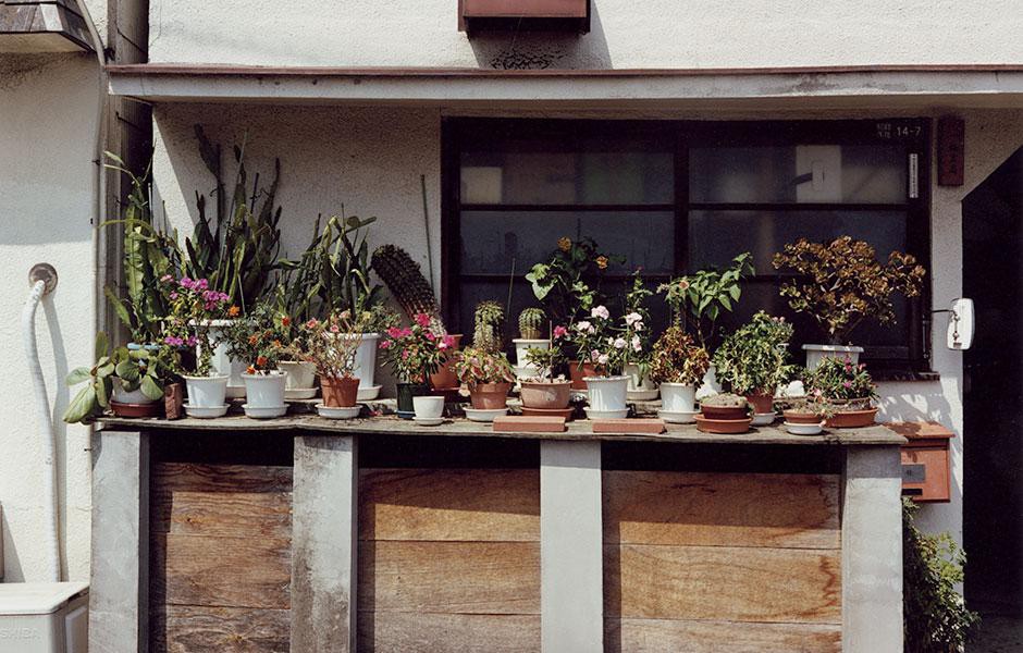 写真集「植木」より。©Yasuyuki Takagi