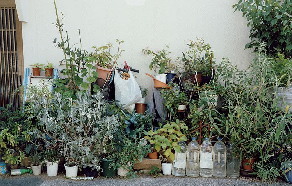 写真集「植木」より。©Yasuyuki Takagi