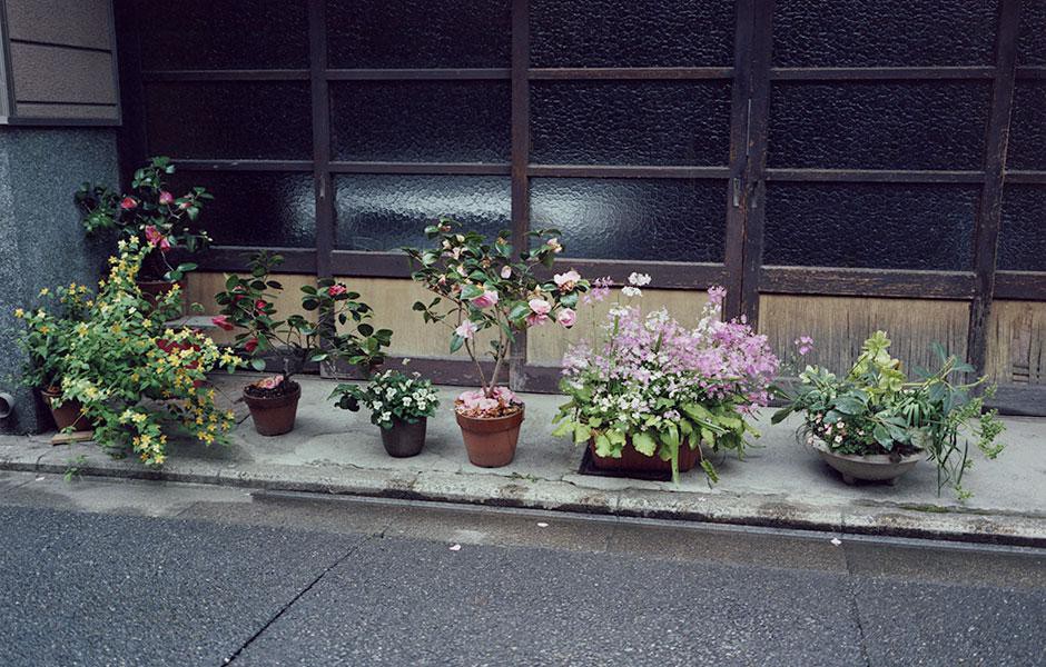 写真集「植木」より。©Yasuyuki Takagi