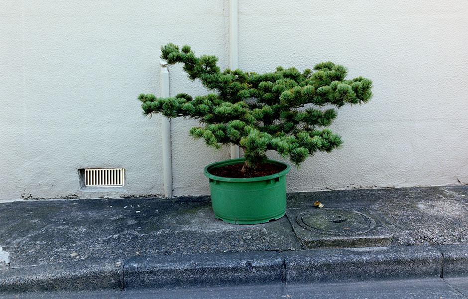 写真集「植木」より。©Yasuyuki Takagi