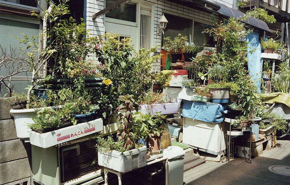 写真集「植木」より。©Yasuyuki Takagi