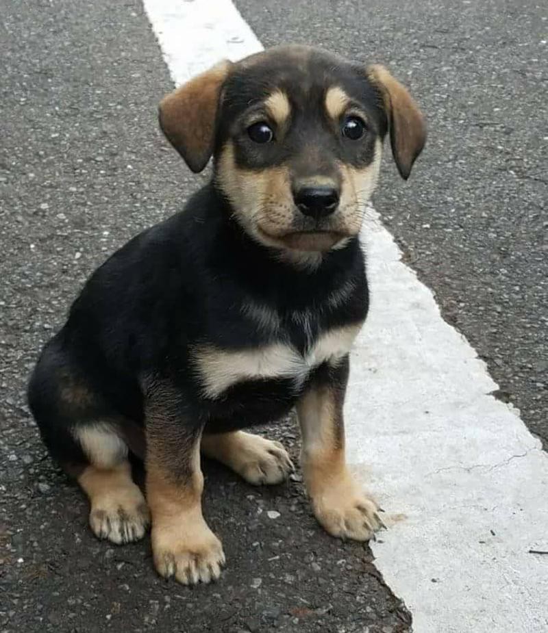 2ヶ月のときに我が家にやってきました。