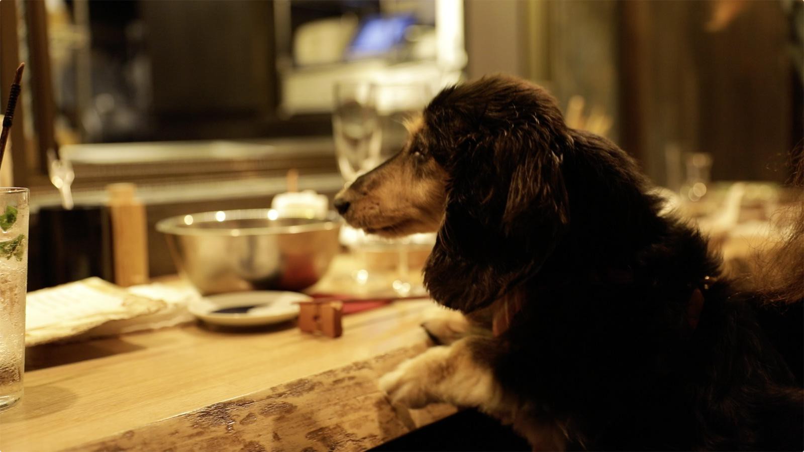 佐田十郎犬