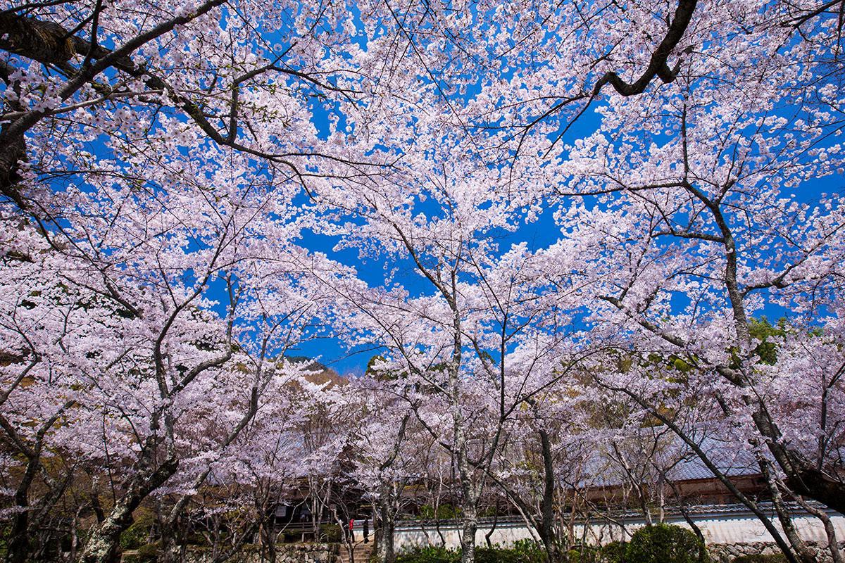 風景写真家が厳選！「古都と桜の絶景スポット」ベスト５ 京都