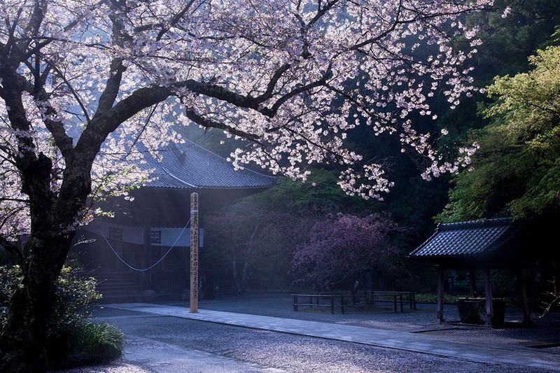 妙本寺