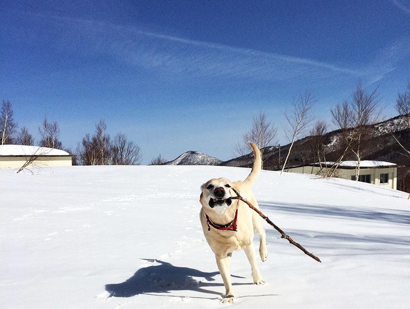 ラブラドール ラブラドールレトリバー
