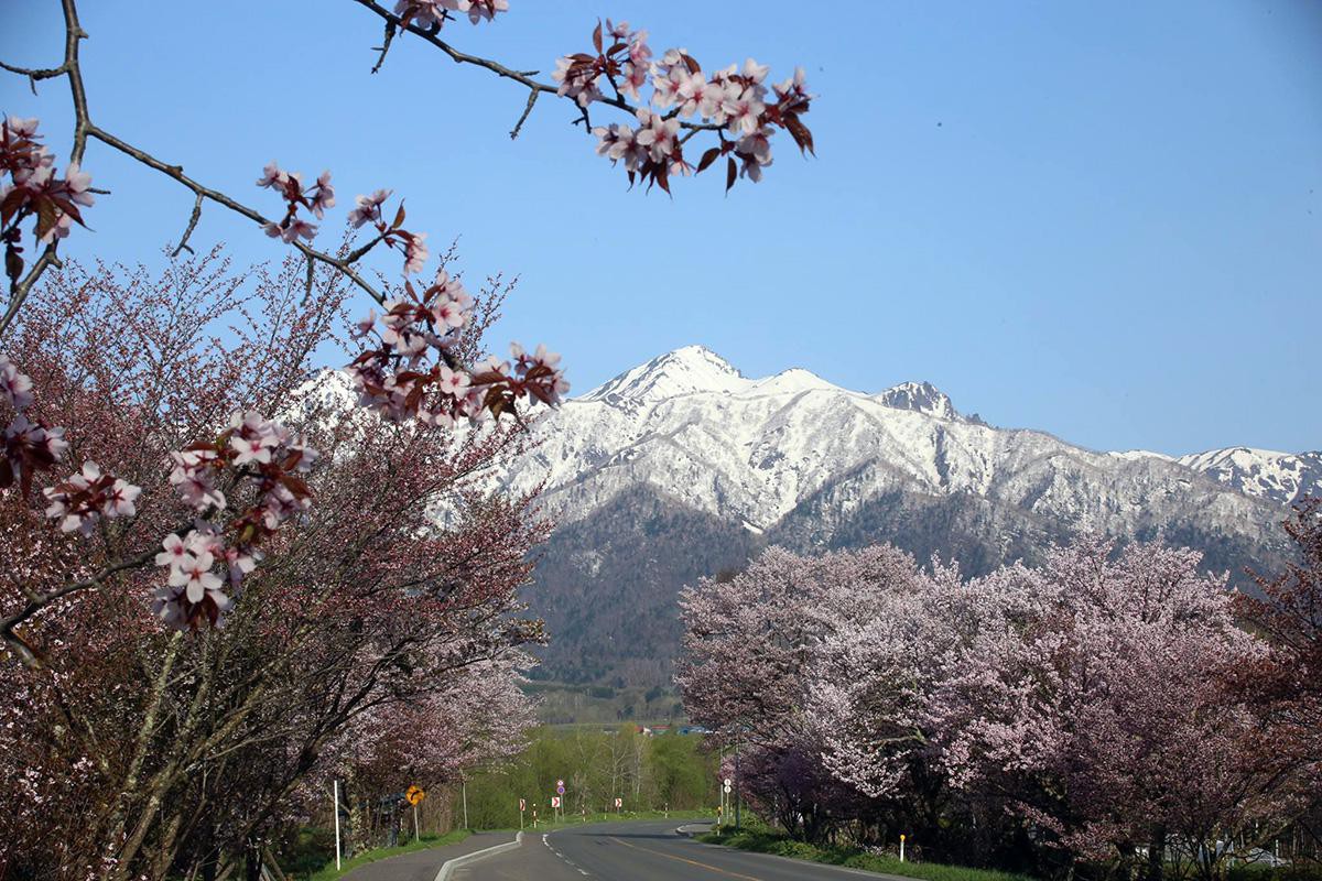 GW明けが見ごろ！ 北海道のお花見旅行は、費用対効果バツグンです
