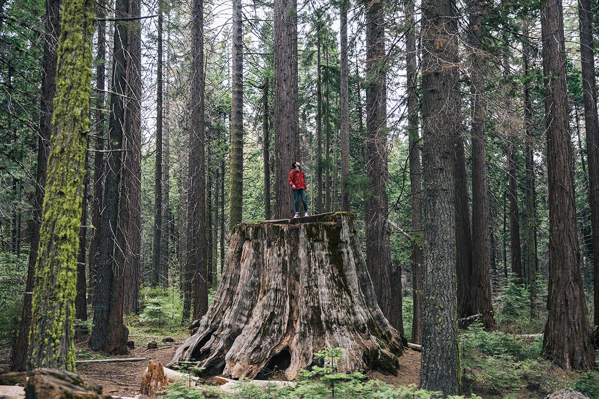 カリフォルニア