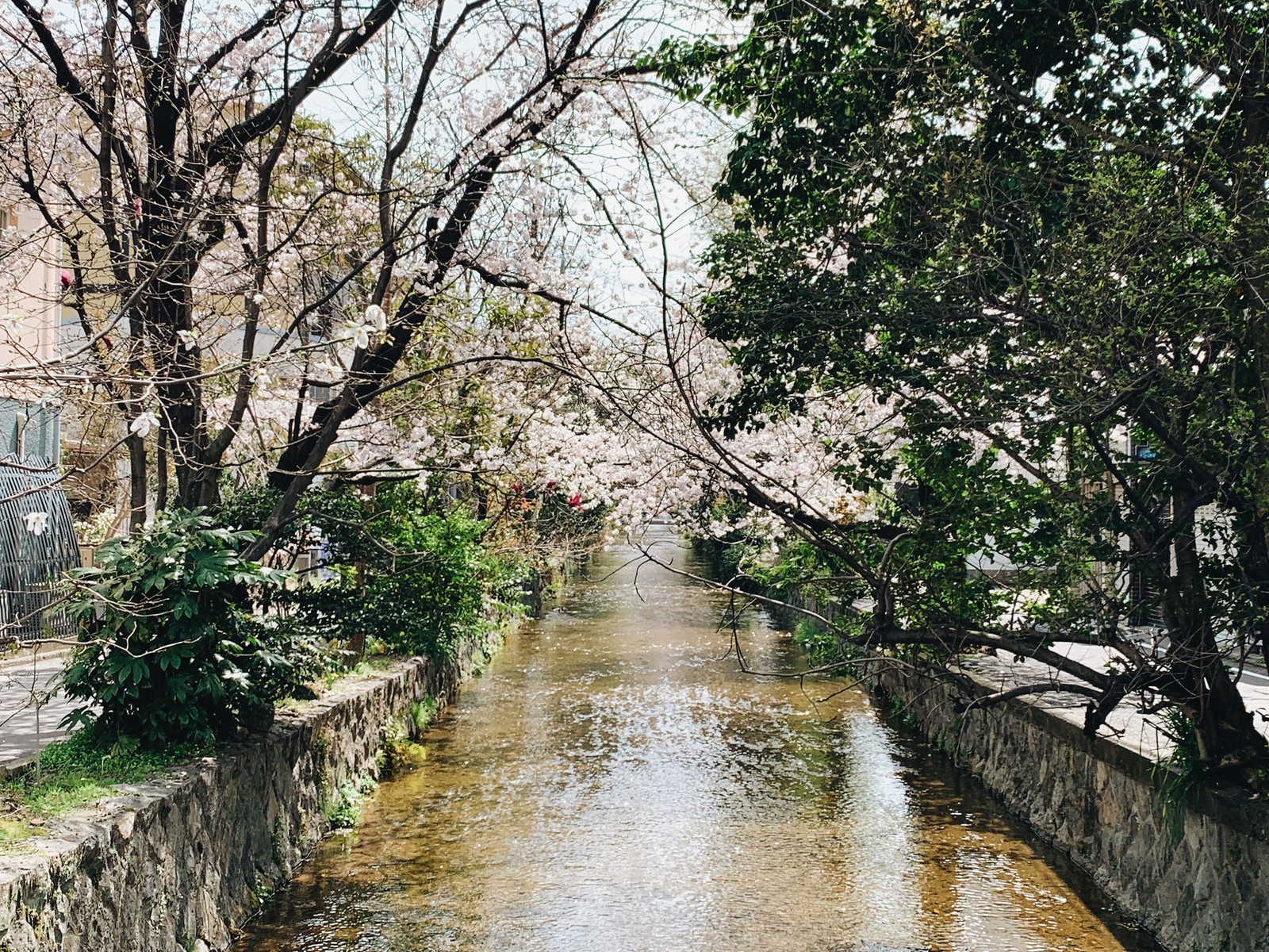 丸福楼　LEON　京都