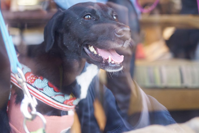 桐山マキ　保護犬　ココワカメ