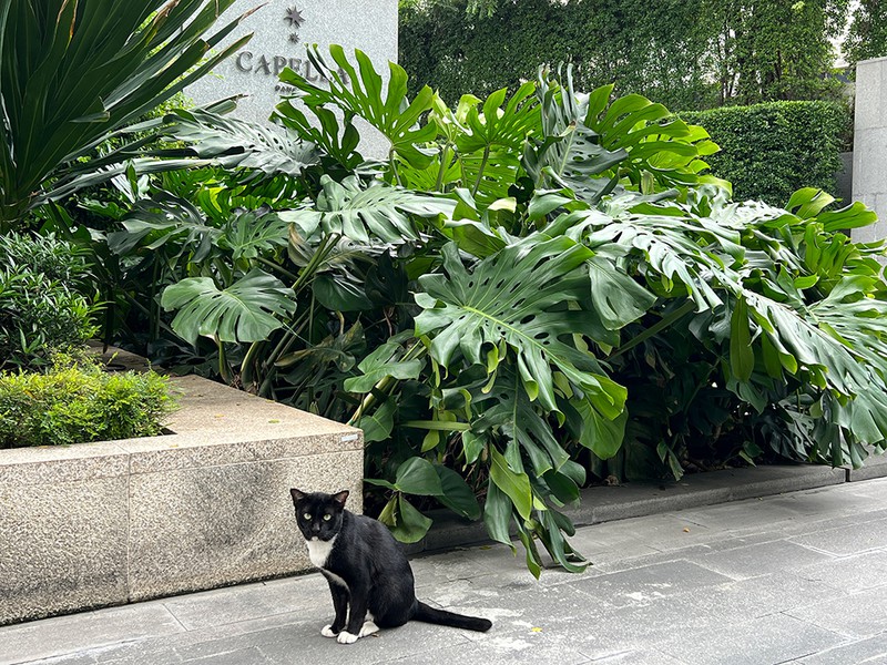 白足袋がかわいい地域猫がお出迎え。
