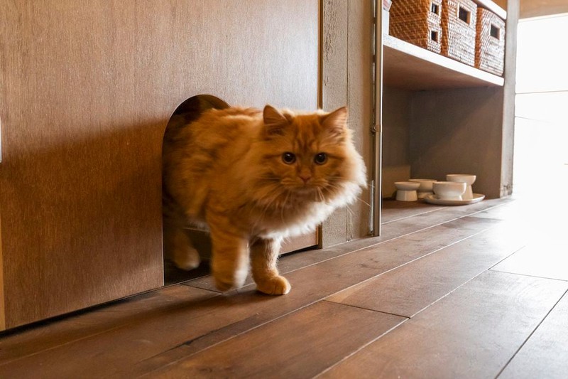 【お宅拝見!】猫のためにおウチをリノベーション!?