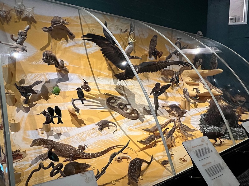 「ノーザンテリトリー博物館・美術館(Museum Art Gallery of the Northern Territoy)」に展示されていたトップエンドの動物見本。
