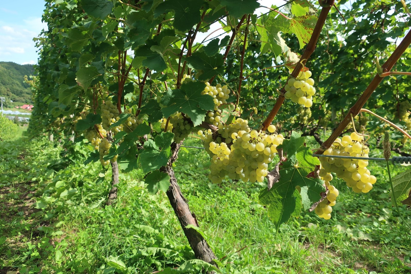 NIKI Hills Winery LEON.JP 北海道