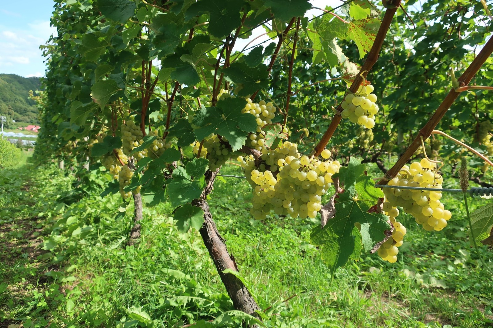 NIKI Hills Winery　LEON.JP  北海道