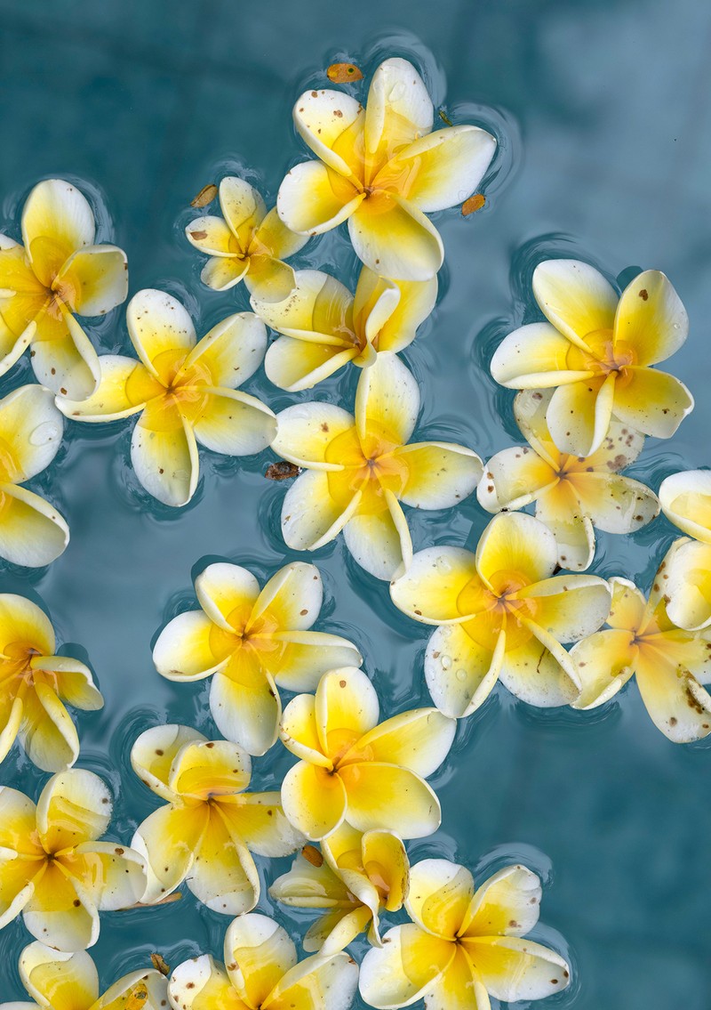 頭上の木からプールに落ちた花まで可愛らしい。