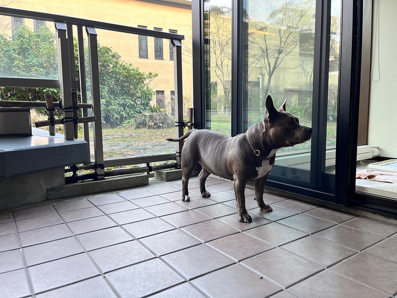 愛犬(アメリカンブリー)の「シシ」3才です。