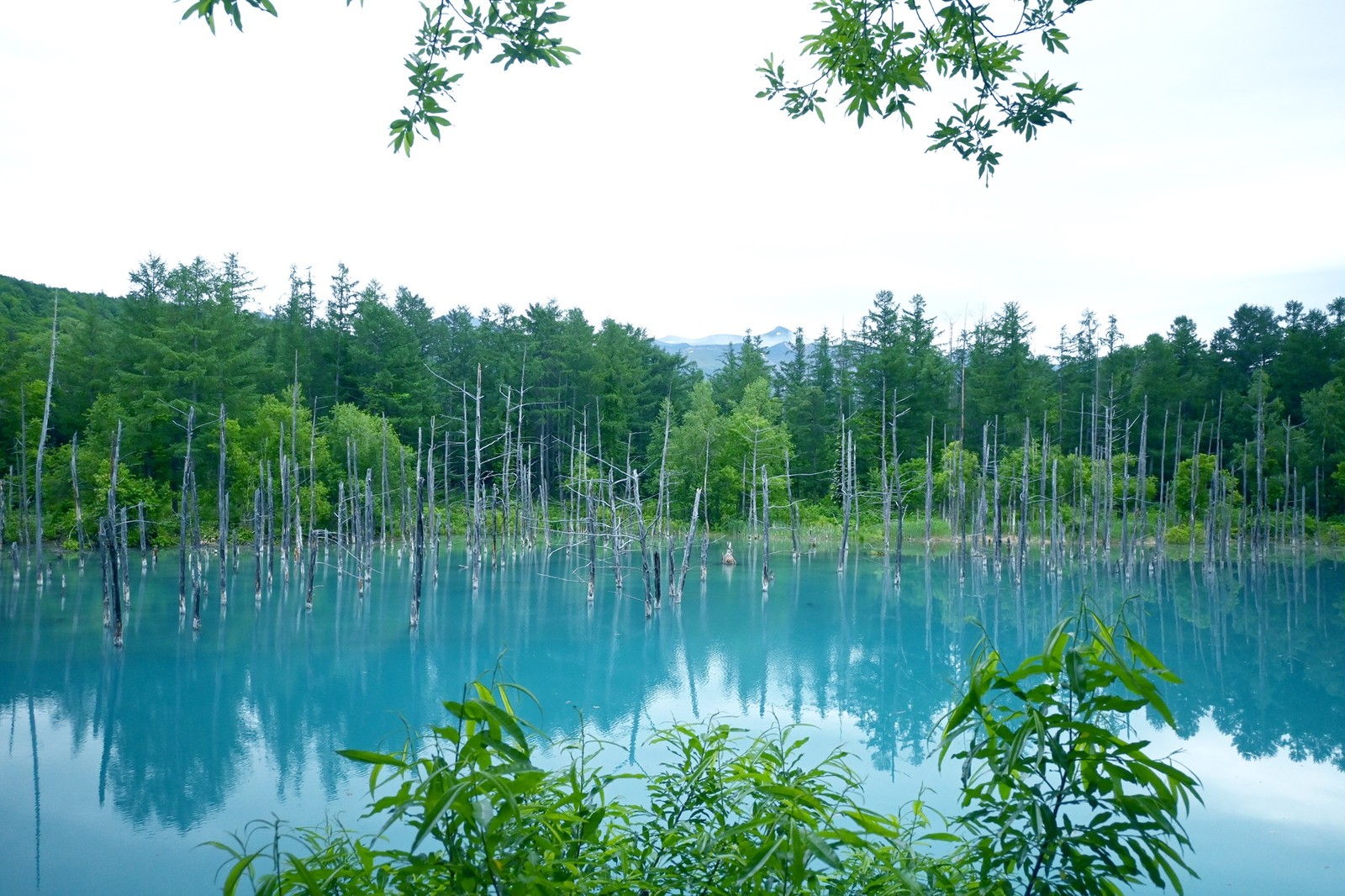 ノゾホテル　NOZOHOTEL  WebLEON 北海道　富良野