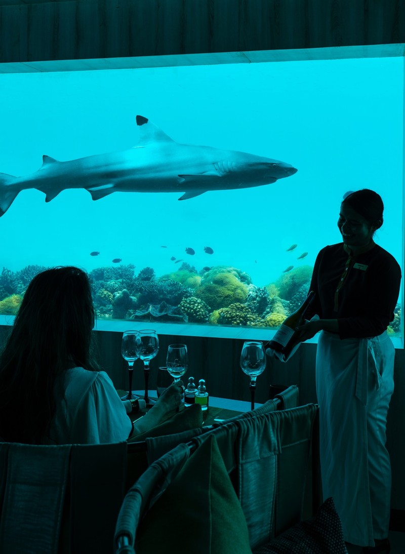 目の前をひっきりなしにサメが通る異質さがステキ。写真:Ohashi Masahiro