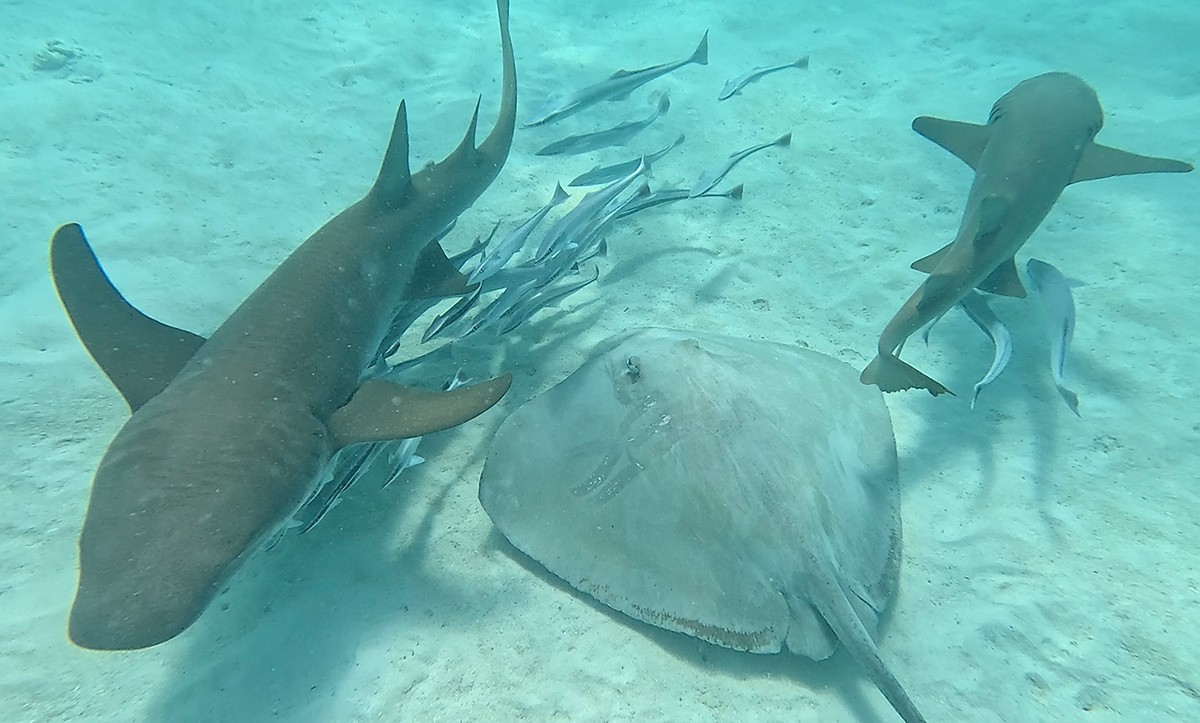 思い思いに泳ぐ海洋生物のみなさん。