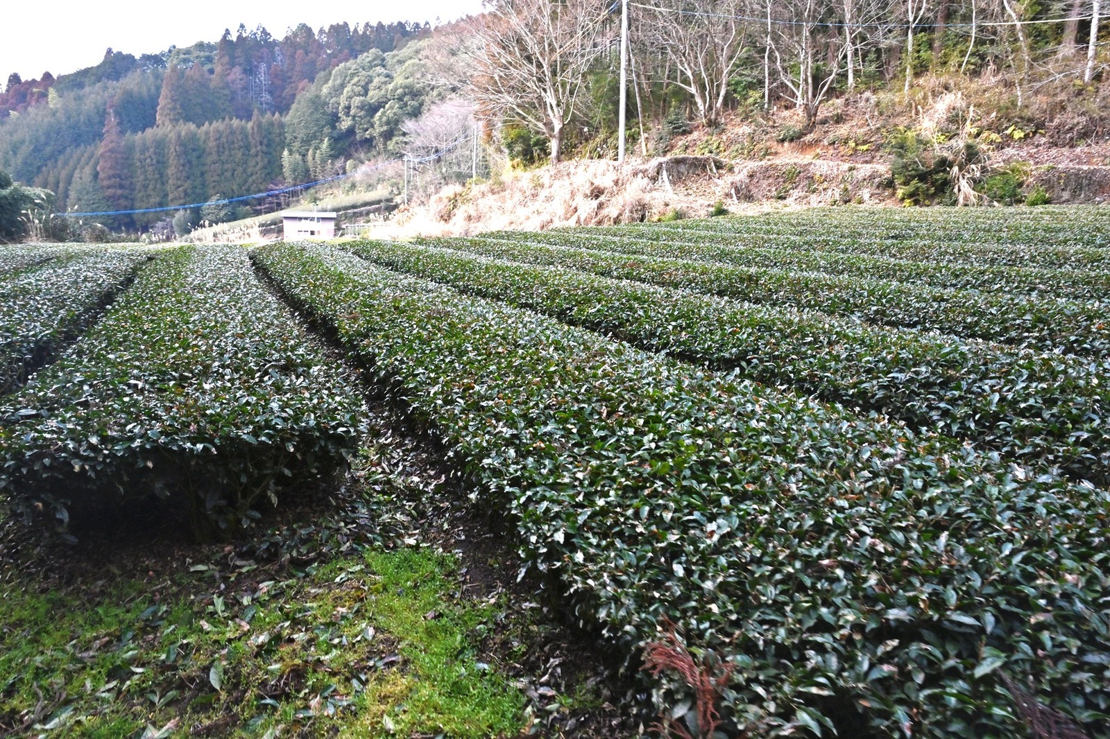 日本茶　八女茶　木屋康彦　WebLEON　大人のシン常識