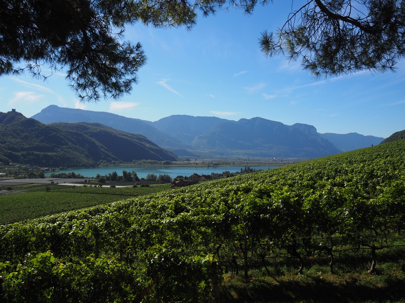 アルト・アディジェ ワイン