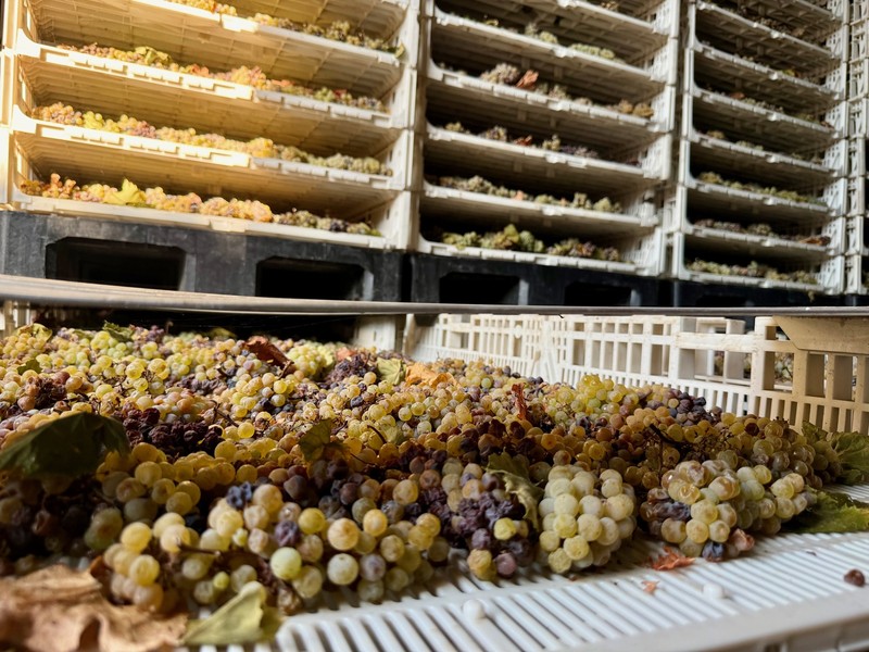 自社一貫生産にこだわるのは不要な添加物を入れずに極めてナチュラルな醸造を貫くため