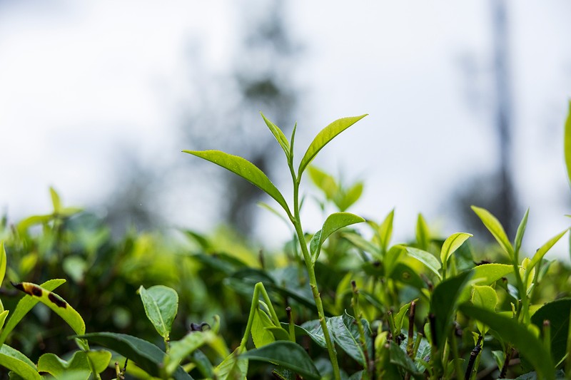 若々しい茶葉。一番上の芽と二枚葉だけが丁寧に収穫されます。