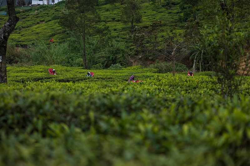 茶摘みは主に、手先が繊細な女性が担当。