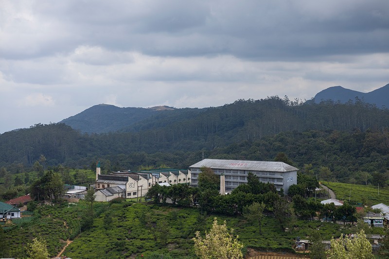 「ダンケルド工場」では紅茶の歴史なども分かりやすく展示。