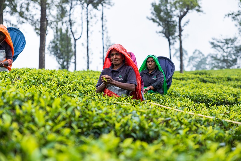 「茶葉が一番元気で幸せな時に摘むのが重要」とのことで、太陽による光合成が行われている時間に茶摘みが行われます。標高約1400mの「サマーセット茶園」にて。