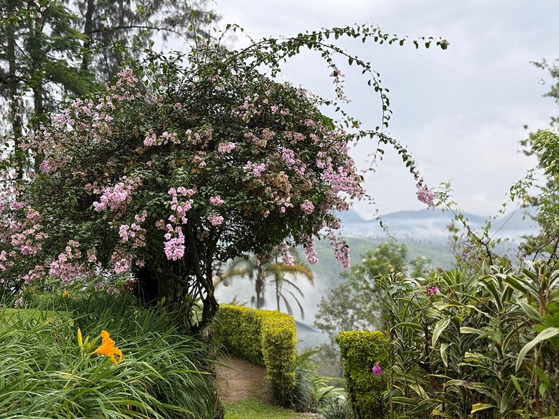 庭でワイルドに咲く花。朝靄越しの山々も美しい。