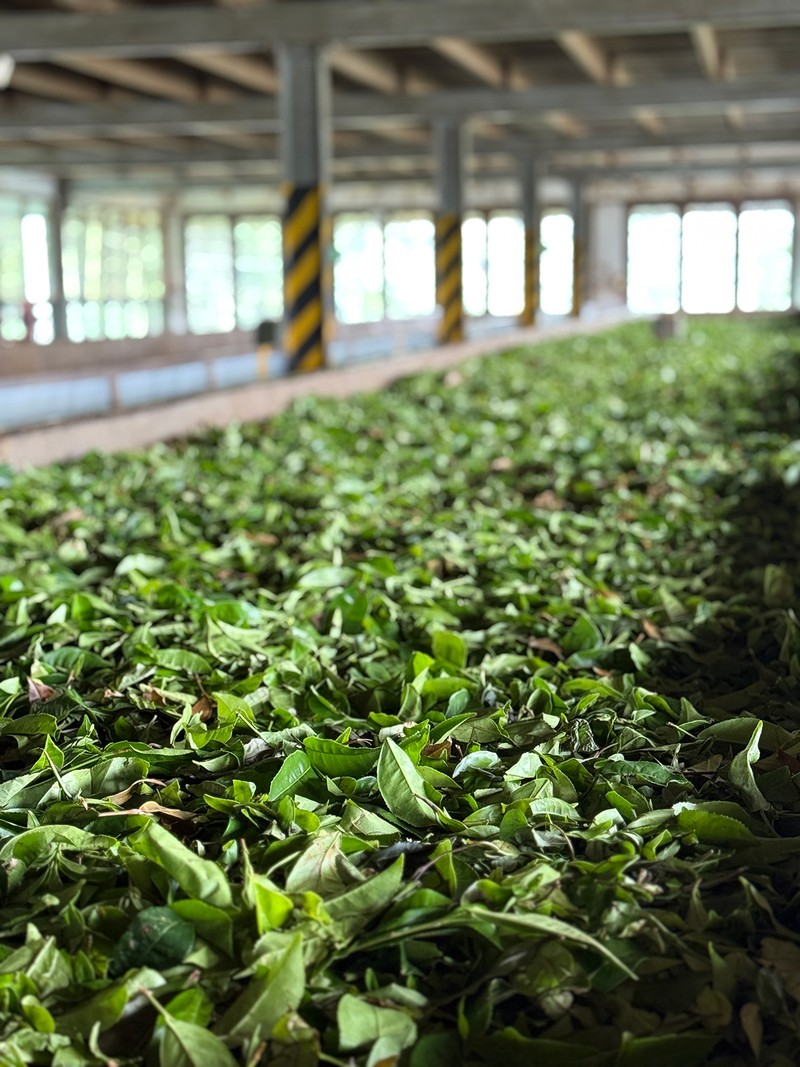 摘み取った茶葉の水分を12〜14時間かけて減らしていきます。