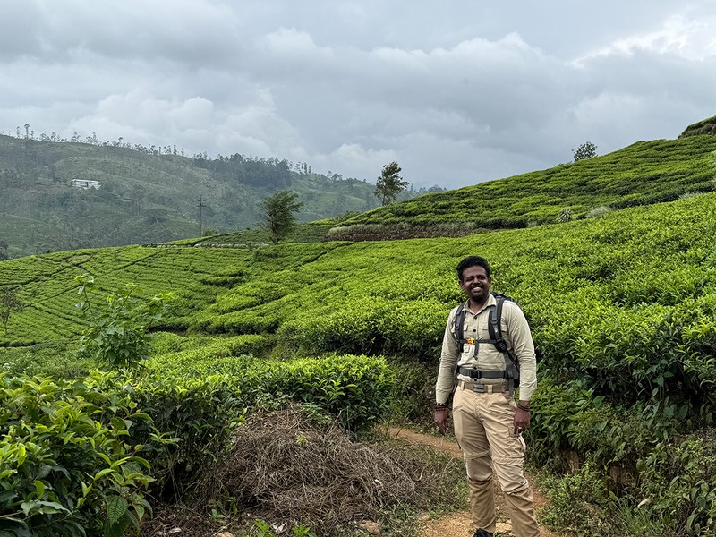 「お茶の木は最大20mまで大きくなるんですよ」とネイチャーガイドのキースさん。